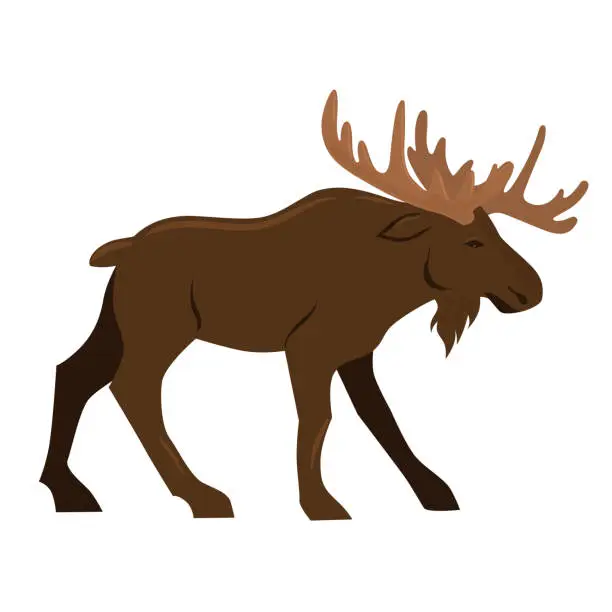 Vector illustration of Elk isolated on a white background. Vector graphics.