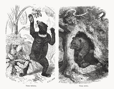 Sloth bear (Ursus labiatus) and Brown bear (Ursus arctos). Wood engravings, published in 1893.