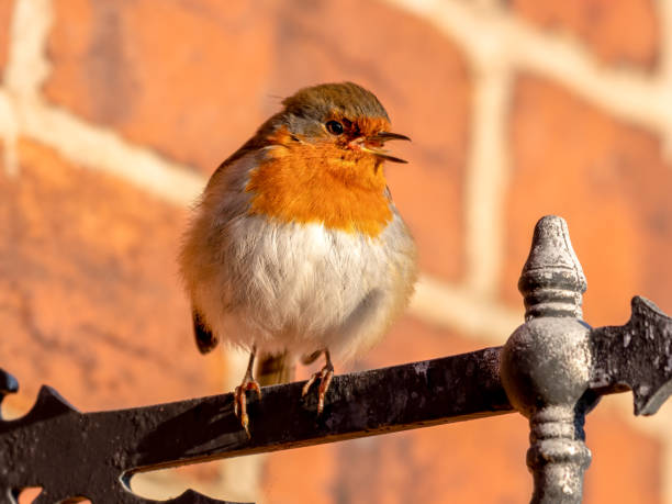 istock European Robin Perched on a Metal Hanging Basket Bracket 1295756519