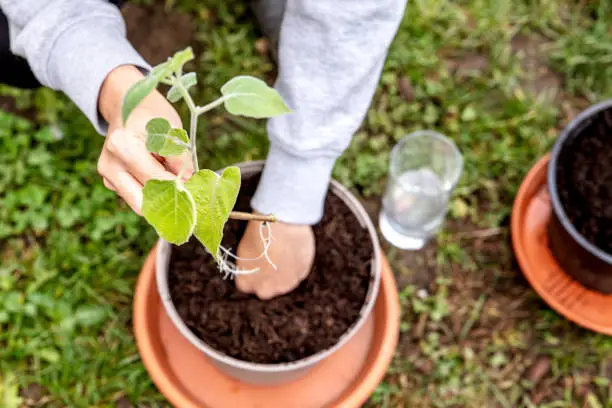 Woman planting and grafting a offshoot physalis plant into a pot, gardening and cutting