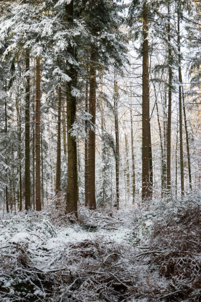istock Snowy forest wonderland with snow covered vegetation wide angle low perspective 1295757793
