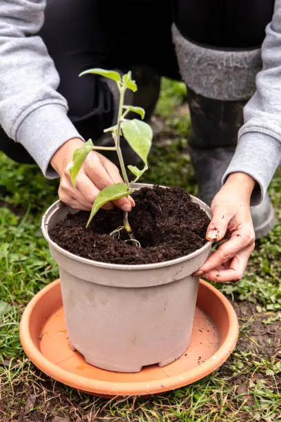 Young physalis plant grafting and planting into a pot plant with soil, gardener at work