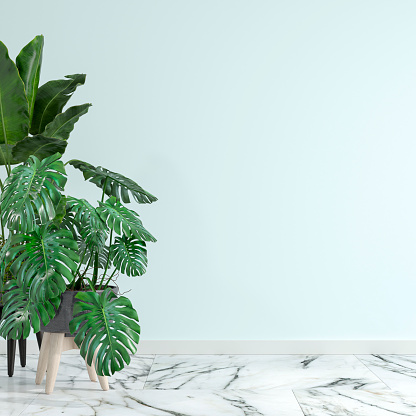 Empty interior with large potted plants with copy space. Colored pastel light blue wall in the background on white and gray marble floor. 3D rendered image.