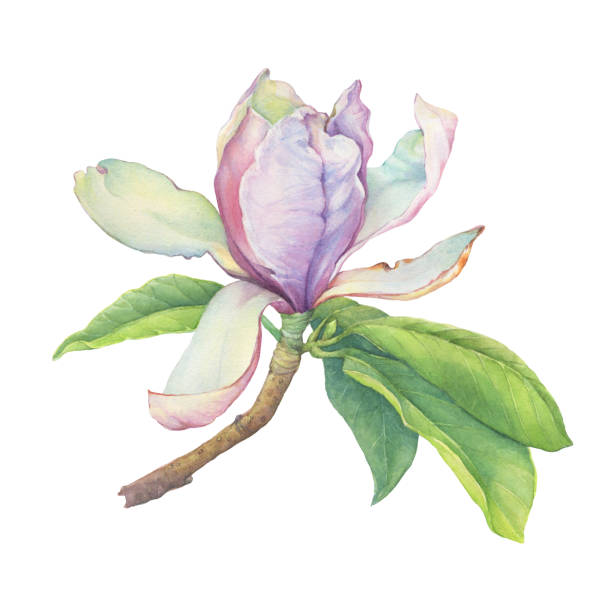 illustrazioni stock, clip art, cartoni animati e icone di tendenza di ramo di magnolia soulangeana rosa (noto anche come magnolia piattino) con fiori e foglie. illustrazione pittorica botanica disegnata a mano ad acquerello, isolata su sfondo bianco. - magnolia bloom