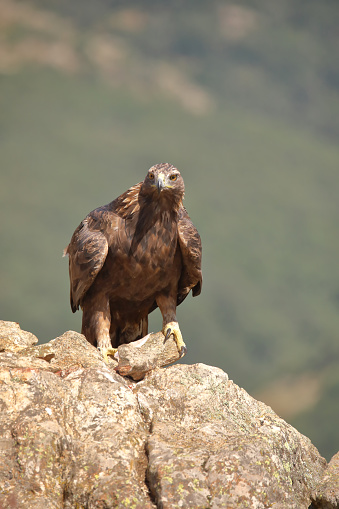 Golden eagle