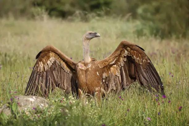 Photo of Griffon vulture with open wings