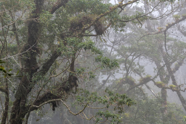 tropical cloud forest in Baru Volcano National Park, Panama stock photo