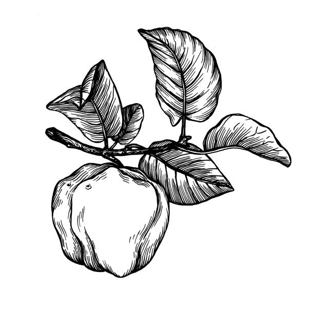 잎이 잘 익은 퀸스 (사이토니아) 과일의 가지. 흰색과 흰색 윤곽 그림 그림 흰색 배경에 격리 된 작업을 그린. - quince stock illustrations
