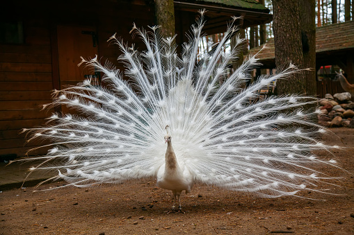Beautiful white peacock with feathers out