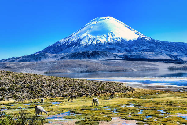 istock the base of Parinacota Volcano, 1295762202