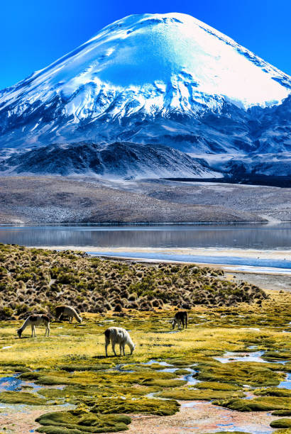 istock the base of Parinacota Volcano, 1295762203