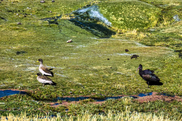 光沢のあるイビス - glossy ibis ストックフォトと画像