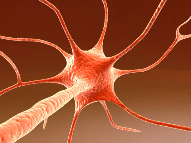 istock Neuron cell on isolated background. 3d illustration