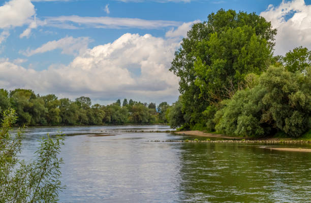 dintorni di straubing in baviera - riparian forest foto e immagini stock