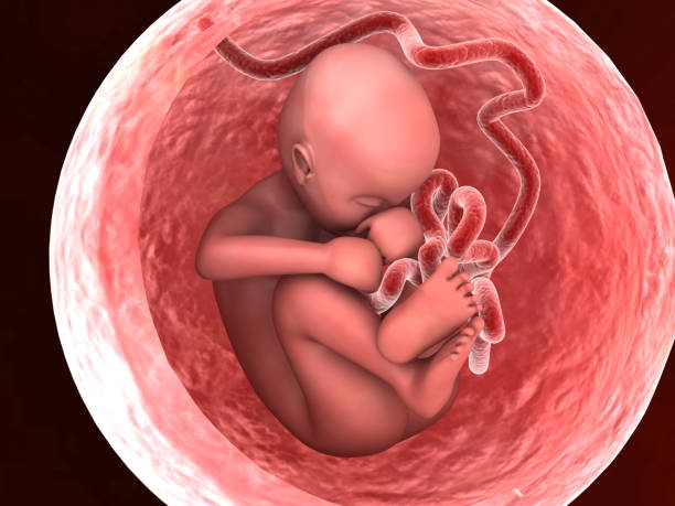 istock Human fetus inside the womb 1295764418