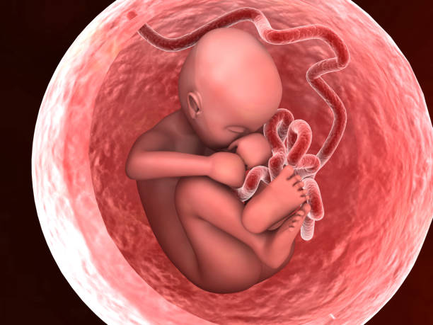 human fetus inside the womb - placenta baby childbirth newborn imagens e fotografias de stock
