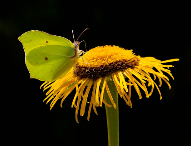 brimstone motyl i kwiat - gonepteryx zdjęcia i obrazy z banku zdjęć