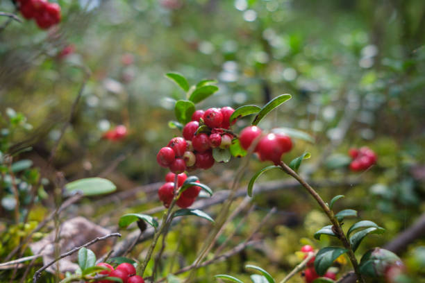 Cranberries on his plant. In autumn lend to picking.