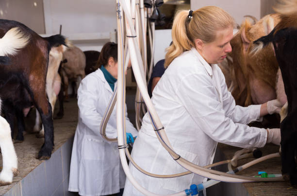 istock Two women milking goats 1295765512