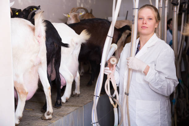 istock Dairy-woman working on goats farm 1295765515