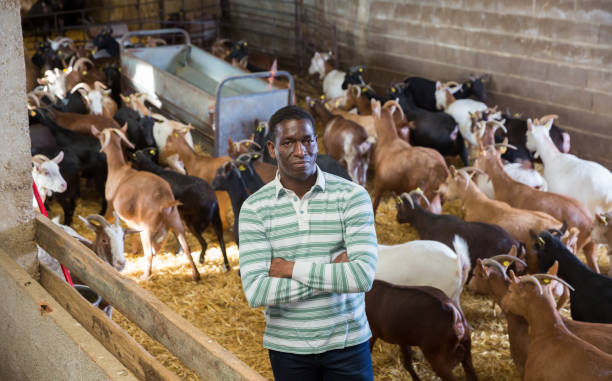 istock Confident African American man in goat stall 1295765521