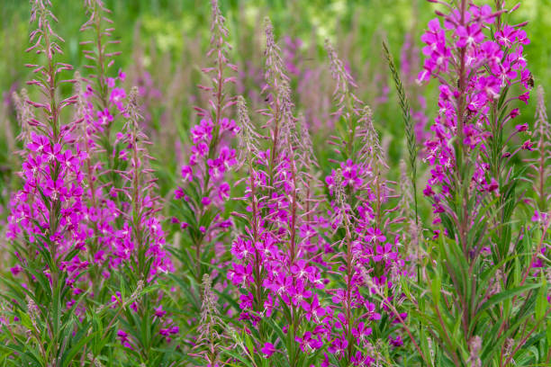istock lots of pink flowers 1295765756