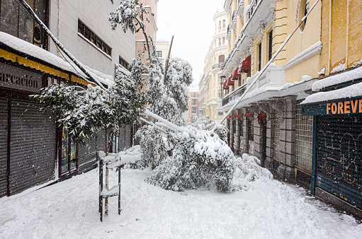 Madrid, Spain - January 9, 2020. Fallen trees in barrio Las Letras in a never seen snowy Blizzard happened in Madrid.