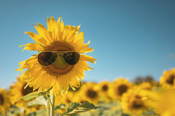 Sunflower wearing sunglasses with smile face on vintage tone for summer festival concept. stock photo