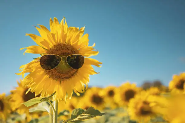 Photo of Sunflower wearing sunglasses with smile face on vintage tone for summer festival concept.