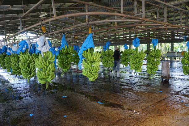 Nature photography and agriculture in Costa Rica Agriculture on the banana plantation, sunset with walking surfer, waterfall La Fortuna, lonely Caribbean beach, monkey running on a tree in Cahuita National Park banana tree stock pictures, royalty-free photos & images