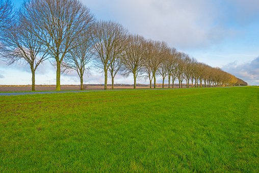 Line of trees along an agricultural field in the countryside under a blue cloudy sky in sunlight in winter, Almere, Flevoland, The Netherlands, January 8, 2021