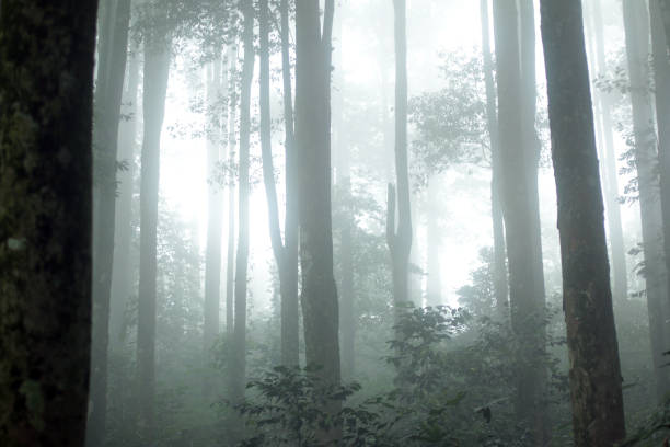 istock White misty forest during a foggy day. 1295768921