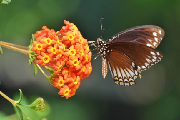 istock Birds, Nature and Fashion 1295769041