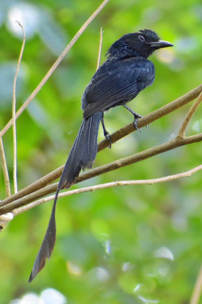 istock Birds, Nature and Fashion 1295769455