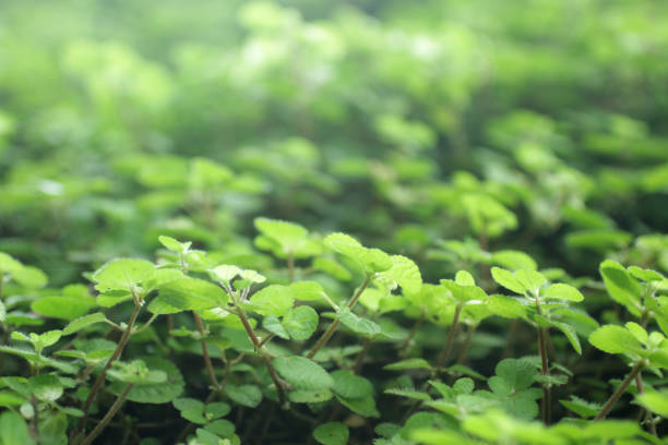 Fresh green leaves of a plant in the garden. Green background of nature leaf.