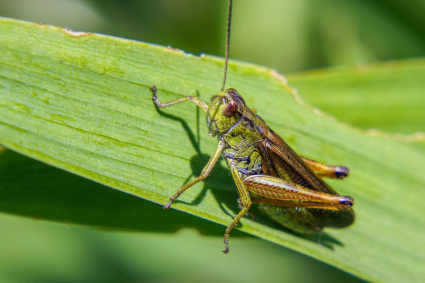 istock Agricultural pest Grasshopper or locust sitting on grass 1295770325