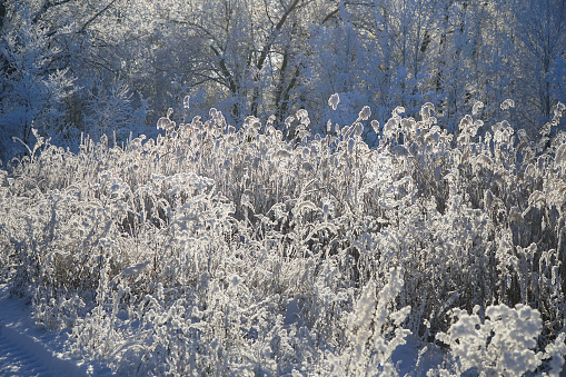 Beautiful dry grass covered with snow in the hoarfrost against a blue sky