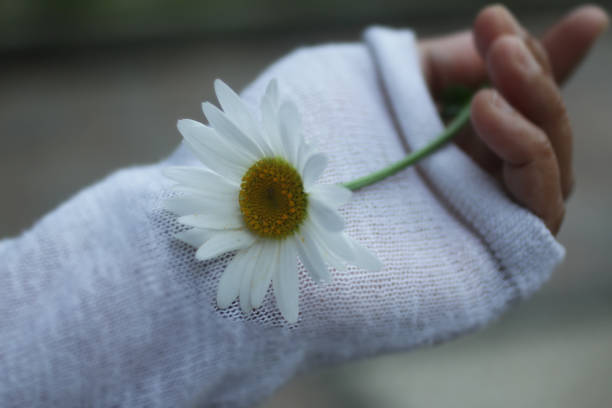 istock White daisy flower in a young woman's hand. Fragility concept. 1295770460