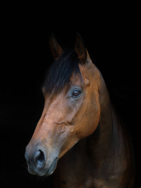 istock Bay Horse Headshot 1295770655