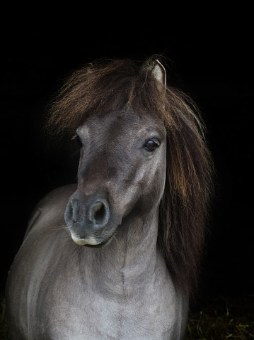 A head shot of a shetland pony against a black background