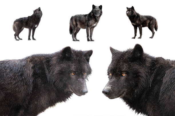 istock collage of wolves winter isolated on a white 1295770687