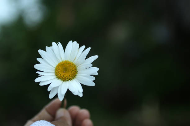 White daisy flower in hand. Beauty in fragility and still life concept. Self love and care conceptual. Floral background with copy space for inspirational inspiration text message and design.