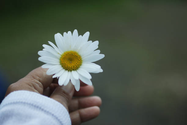 istock White daisy flower in a woman's hand. 1295770877
