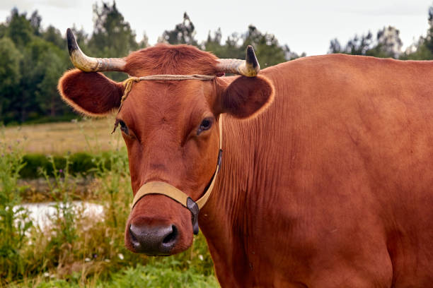 istock cows graze on the field in the summer evening 1295772650