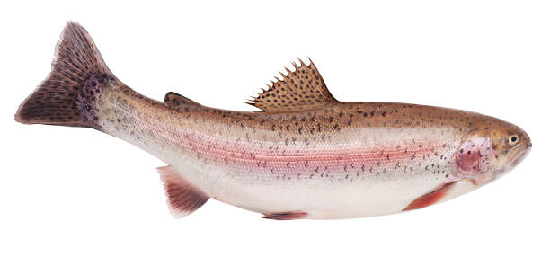 istock rainbow trout, clipping path, isolated on white background, full depth of field 1295773354