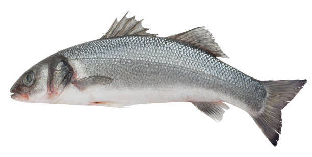 istock Seabass isolated on white background, clipping path, full depth of field 1295773360
