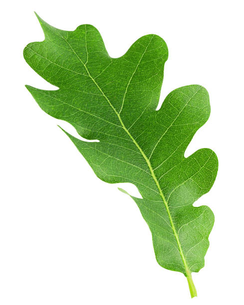 istock oak leaf, isolated on white background, clipping path, full depth of field 1295773373