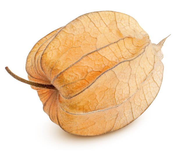 istock Cape gooseberry, physalis isolated on white background, clipping path, full depth of field 1295773397