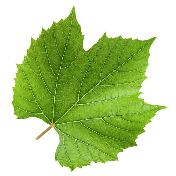 istock Grape leaf, isolated on white background, clipping path, full depth of field 1295773423