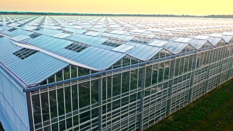 AERIAL Flying above the large tomato greenhouse at sunset